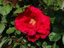 DSC07603