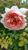 Abraham Darby