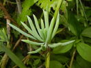 Senecio Kilimanjaro (2016, May 06)