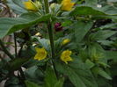 LYSIMACHIA PUNCTATA