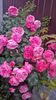 WP_20160612_10_54_00_Pro