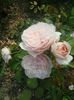 the generous gardner