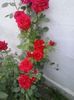 red intuition