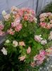 rose de cisterciens