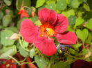 Dark Red Nasturtium (2016, June 12)