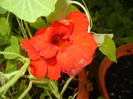 Red Nasturtium (2016, June 12)