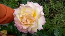WP_20160607_17_07_33_Pro