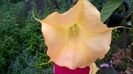 WP_20160613_07_56_13_Pro