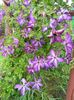 Venosa violacea
