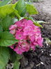 Hortensie primul an