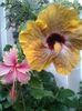 20160613_171046