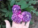 ROSIER EVEQUE