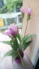 Curcuma