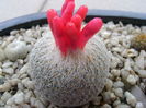 Epithelantha micromeris