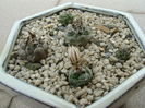 Grup de 6 Turbinicarpus