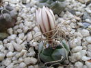 Turbinicarpus macrochele v. kupcakii
