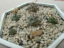 Grup de 6 Turbinicarpus