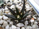 Ariocarpus agavoides