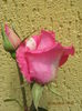 Picture 6240