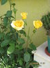 Picture 6245
