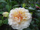 Comtesse