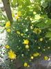 crizantema pitica infloresta in vara