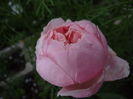 The Alnwick Rose