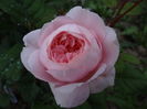 Queen of Sweden...a doua floare