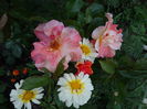Sorbet Fruite