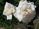 Picture 6267