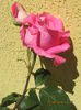 Picture 6271