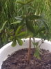 Passiflora caerulae