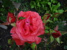 Fragrant Cloud