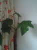 Begonie arbustiforma