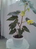 Begonie curgatoare
