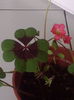 Oxalis