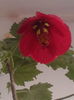 Abutilon
