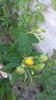 Hypericum calycinum-sunatoare vesnic verde