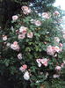 DSC01944