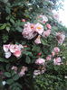 DSC01945
