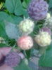 Purple Raspberry,13.06.2016