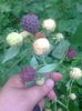 Purple Raspberry,13.06.2016