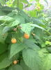 Zm. cu fructe mari,orange,13.06.2016