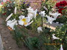 DSCN2904