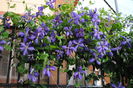 clematis Tie Dye