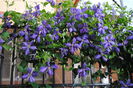clematis Tie Dye