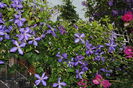 clematis Tie Dye +MW