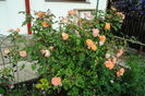 Lady Emma Hamilton