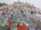 DSCN0097[1]