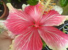 floare a 2 zi